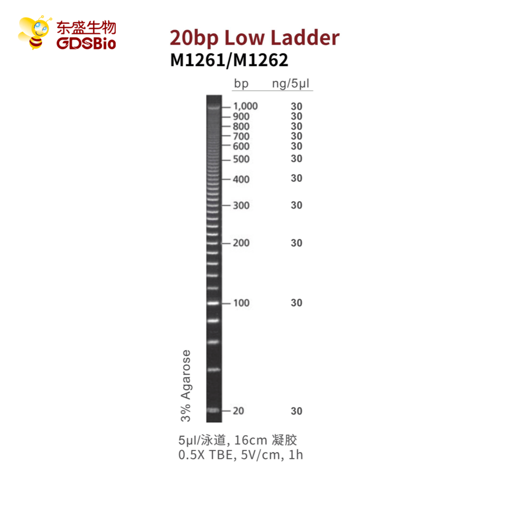 20bp Low Ladder DNA Marker M1261/M1262